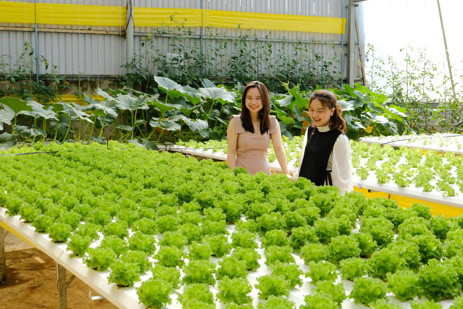 Green Box Coffee - Visit Da Lat's green garden, beautiful every centimeter 6