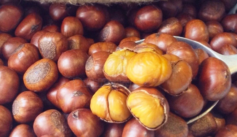 Wild chestnuts - A gift from nature to the land of Sapa 8
