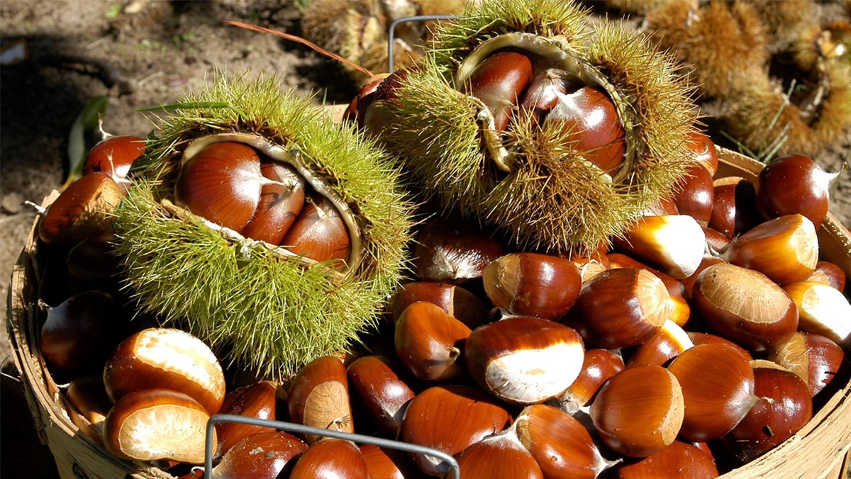 Wild chestnuts - A gift from nature to the land of Sapa 2