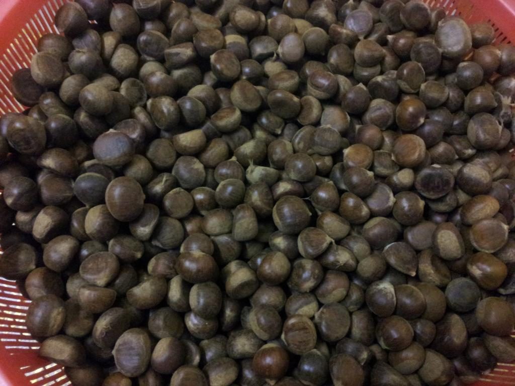 Wild chestnuts - A gift from nature to the land of Sapa 3