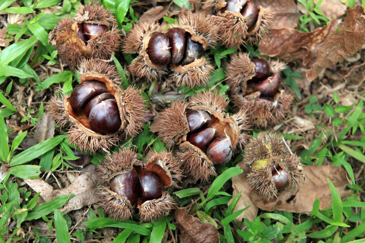 Wild chestnuts - A gift from nature to the land of Sapa 5