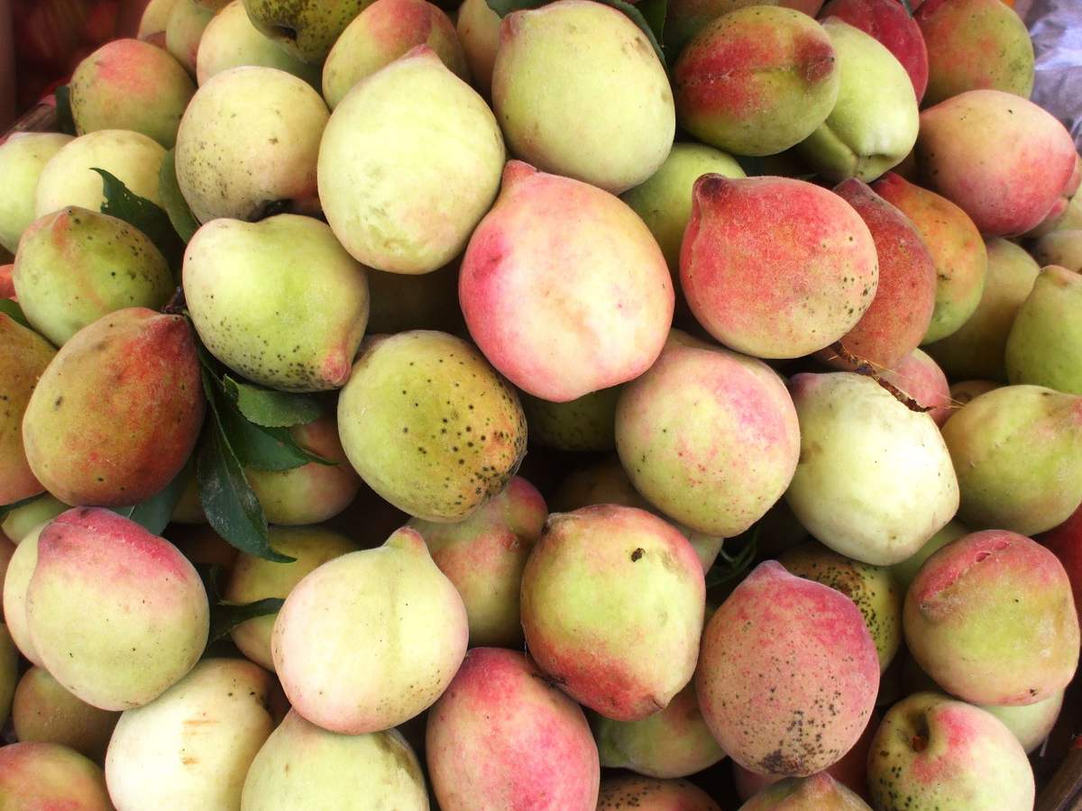 Sapa specialty fruits - A gift from the Northwest mountains and forests to friends in the lowlands 2