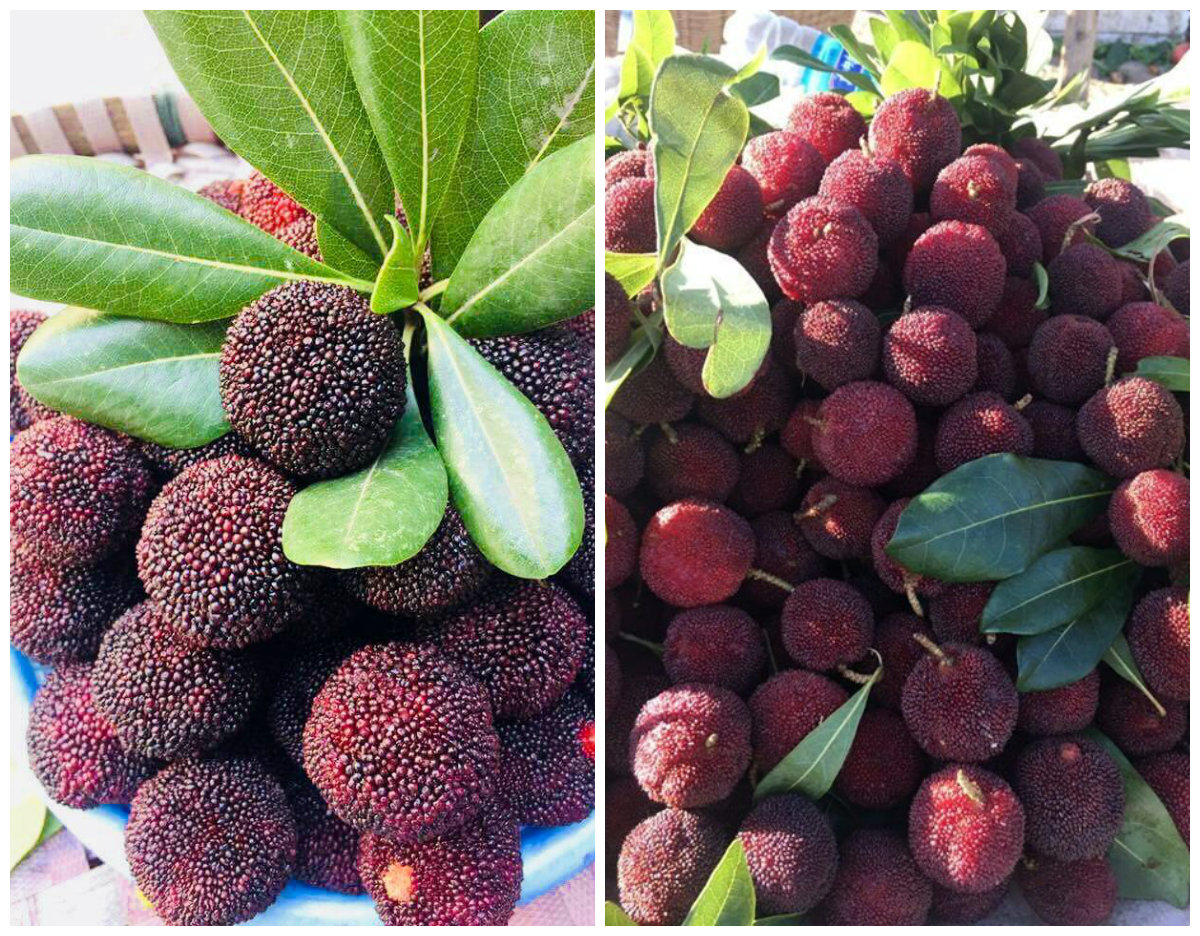 Sapa specialty fruits - A gift from the Northwest mountains and forests to friends in the lowlands 4