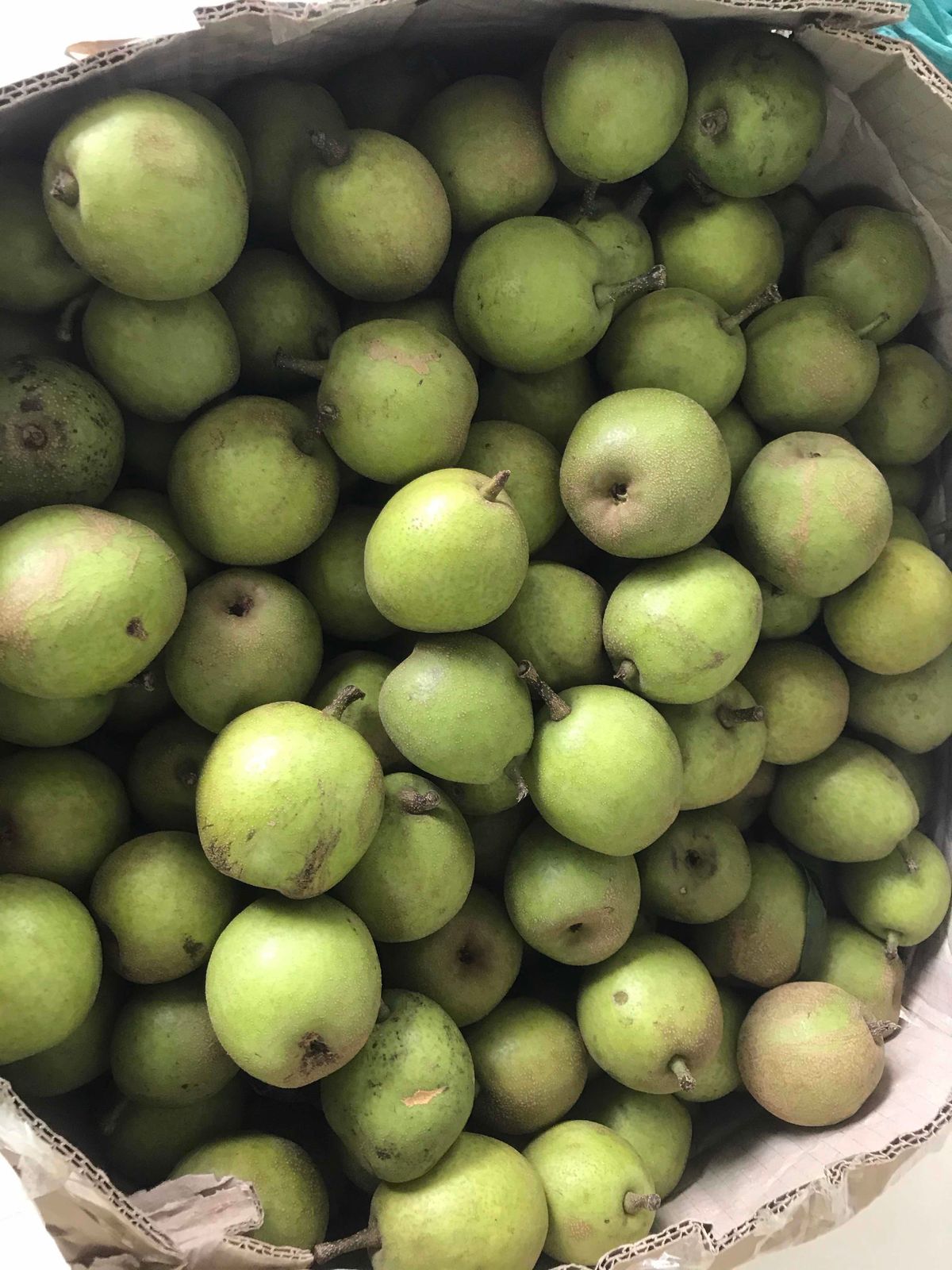 Sapa specialty fruits - A gift from the Northwest mountains and forests to friends in the lowlands 5