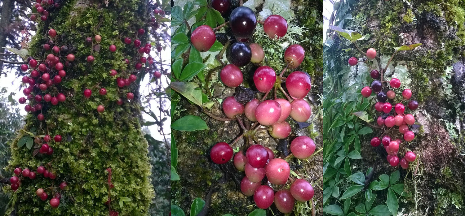 Sapa specialty fruits - A gift from the Northwest mountains and forests to friends in the lowlands 7