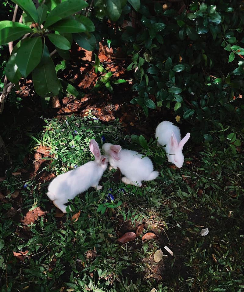 Jeju Coffee, the beautiful oasis behind door 18