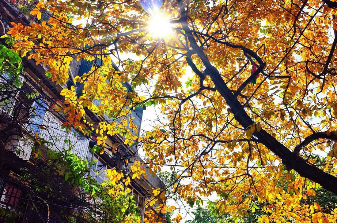 Experience of traveling to Hanoi in the breathtakingly beautiful fall 2