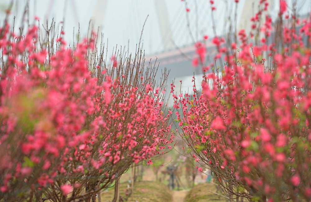 Experience traveling to Hanoi during Tet, forgetting the way home 8