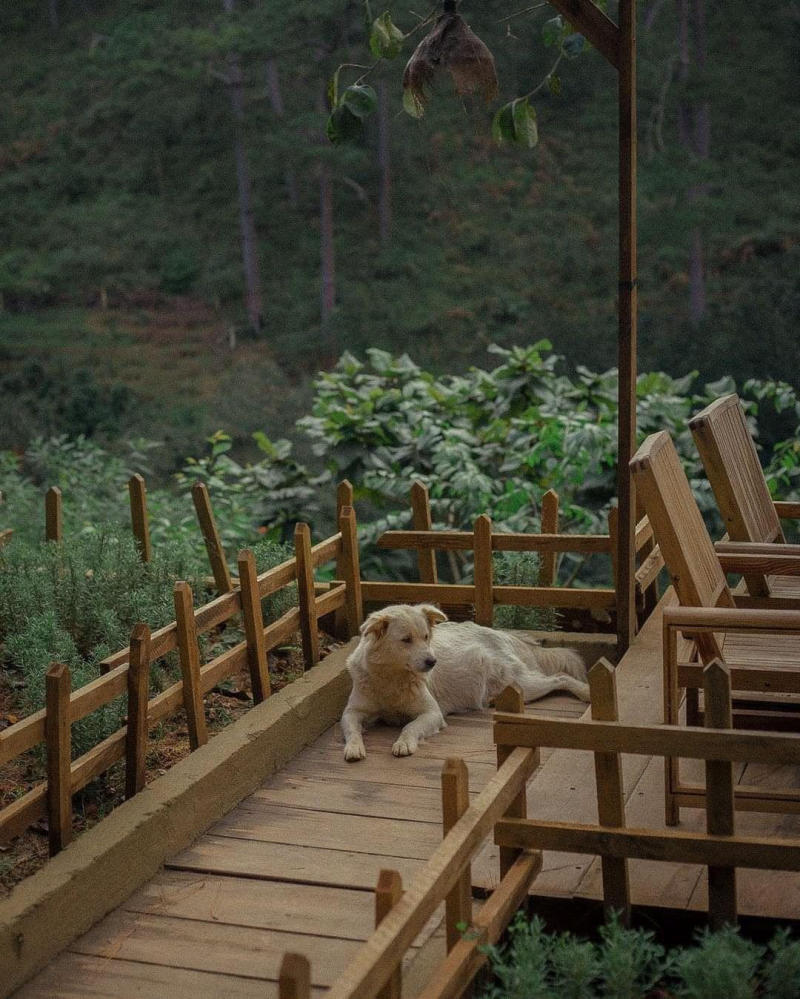 Halfway up the cafe, a small peaceful corner in the middle of romantic mountains and forests 9