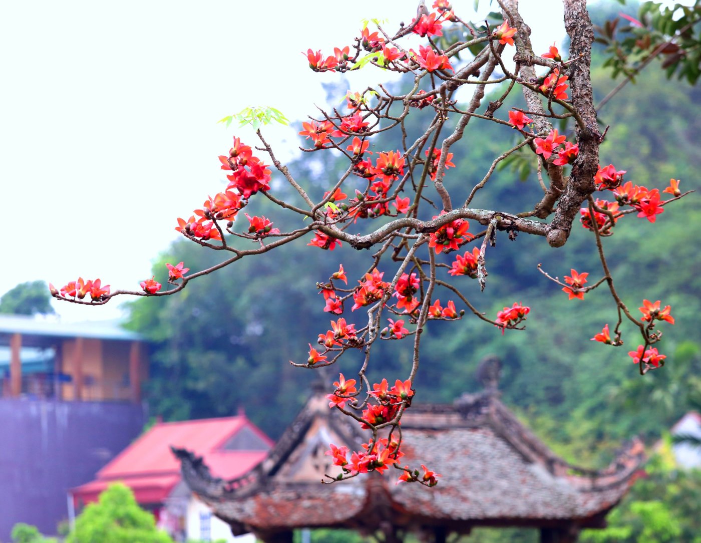 Tips for your travel experience in Hanoi during the beautiful rice flower season 2