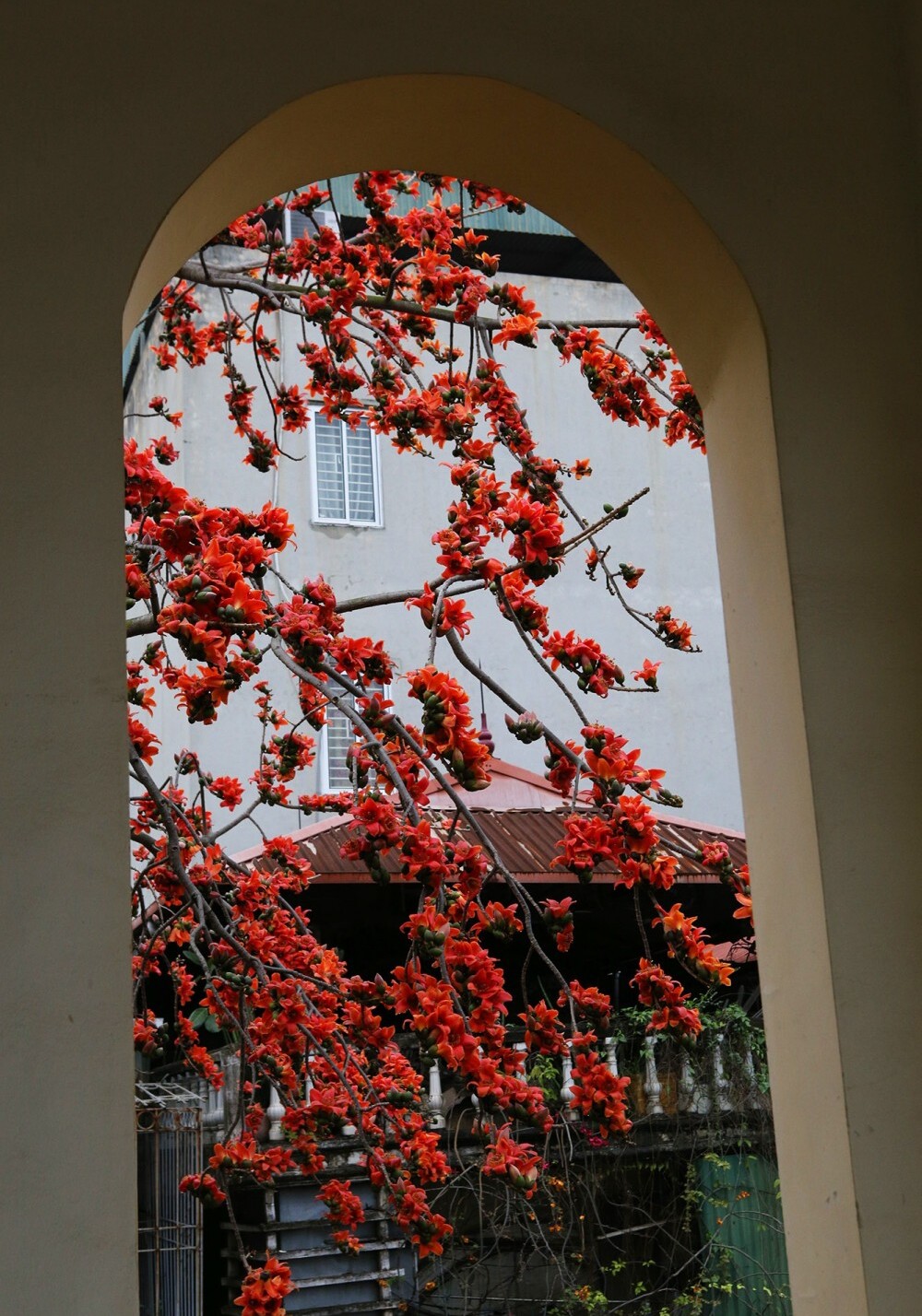 Tips for your travel experience in Hanoi during the beautiful rice flower season 6
