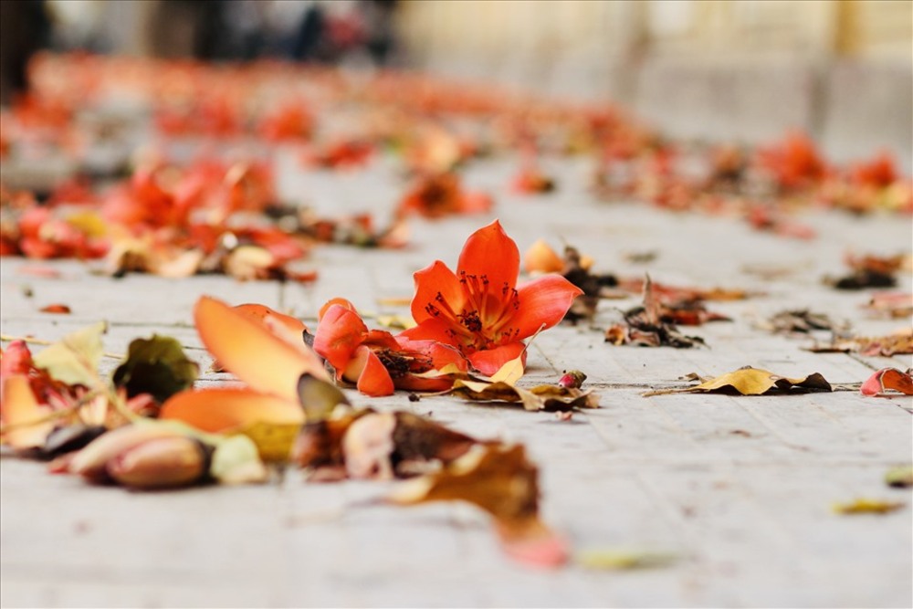 Tips for your travel experience in Hanoi during the beautiful rice flower season 7