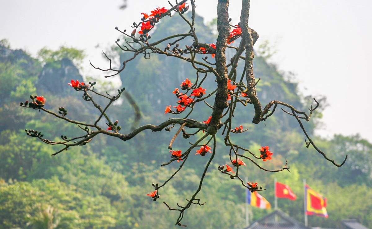 Tips for traveling to Hanoi during the beautiful rice flower season 10
