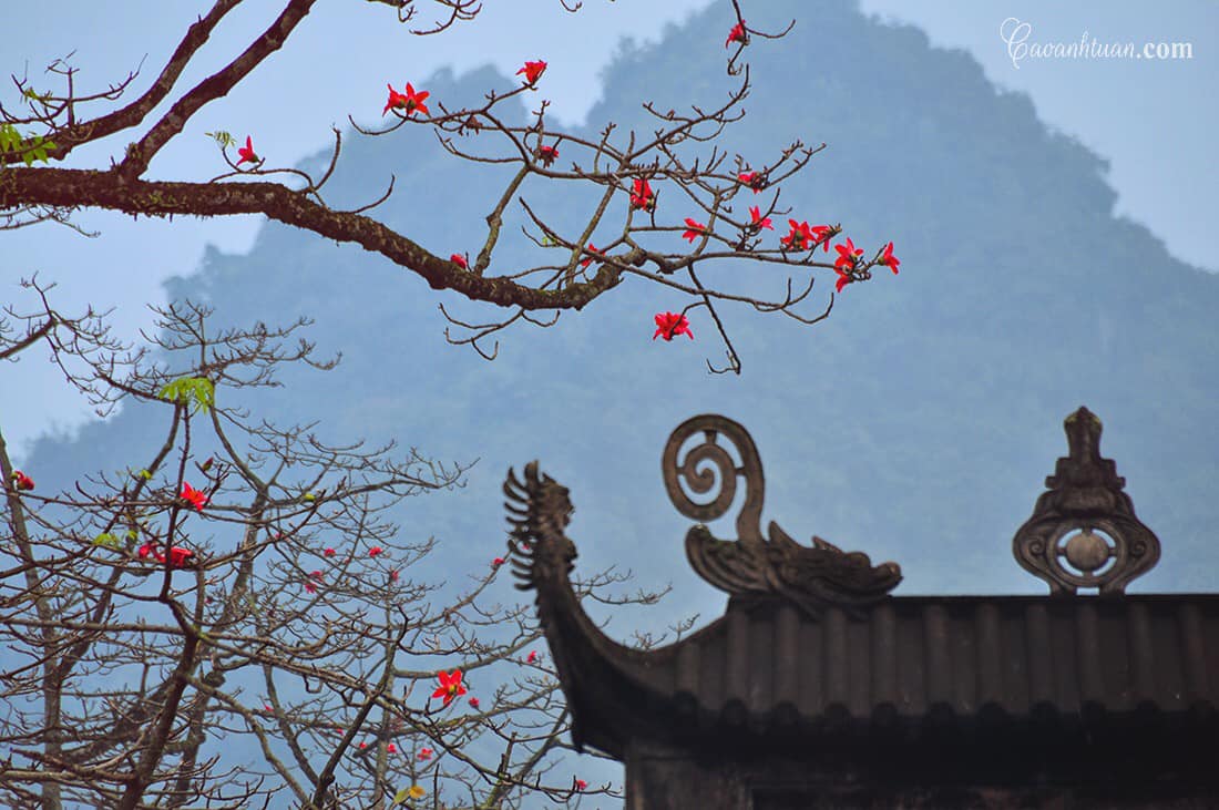 Tips for your travel experience in Hanoi during the beautiful rice flower season 11