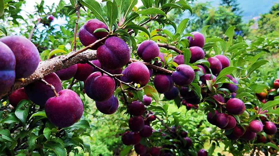 Sapa plums, peaches - Delicious fruits of the Northwest mountains and forests 3