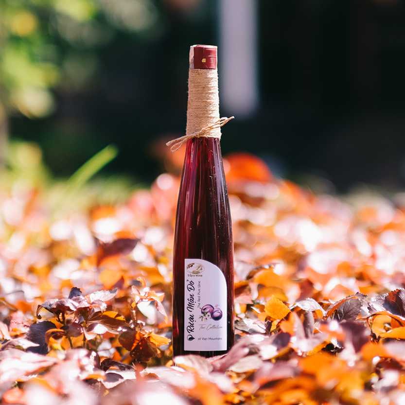 Sapa plums, peaches - Delicious fruits of the Northwest mountains and forests 5