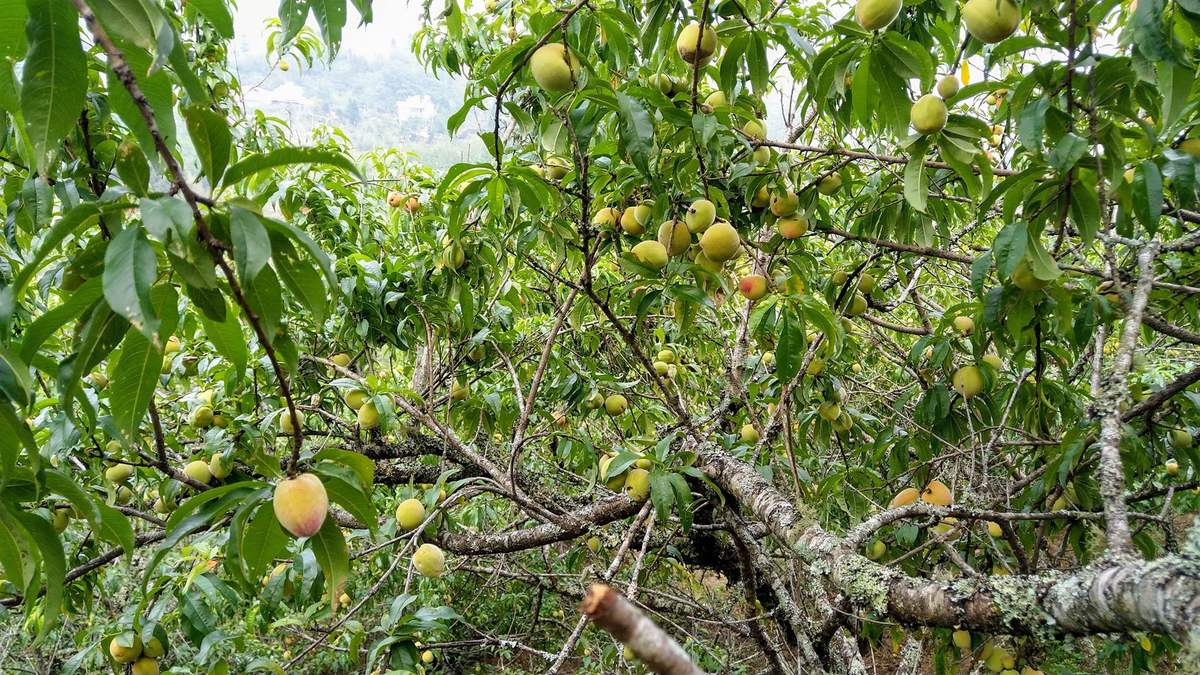 Sapa plums, peaches - Delicious fruits of the Northwest mountains and forests 6