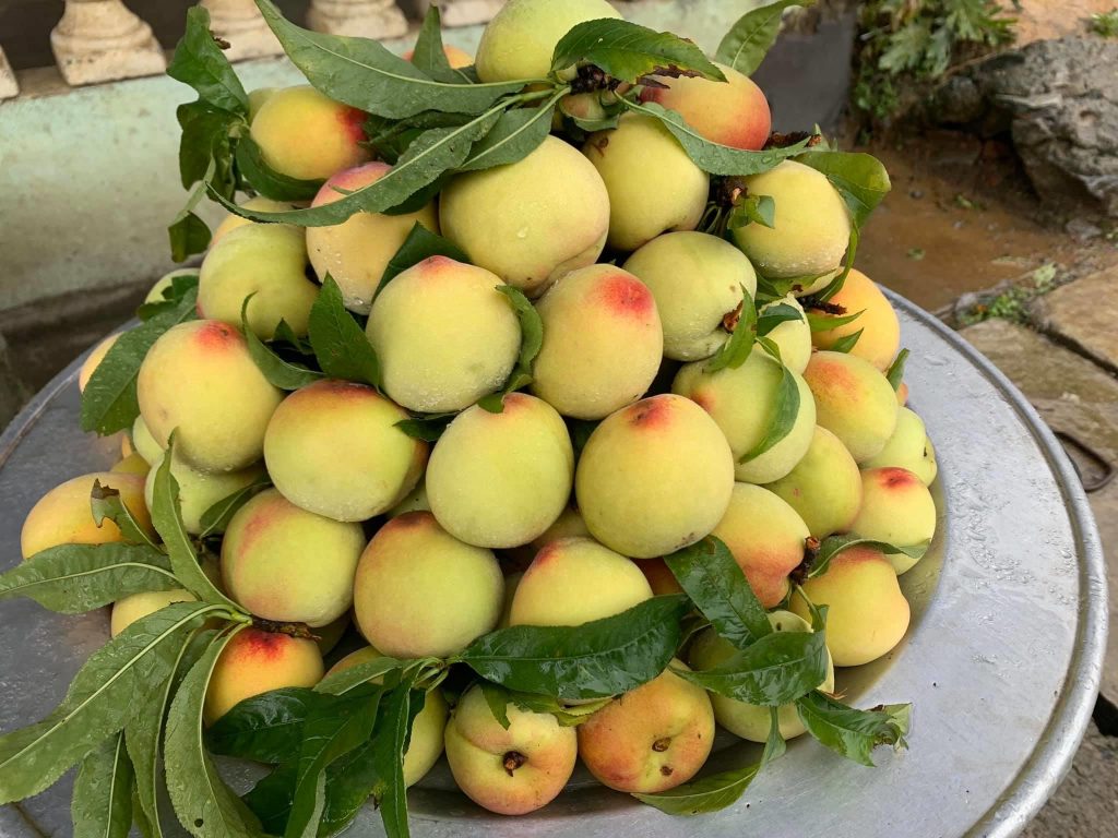 Sapa plums, peaches - Delicious fruits of the Northwest mountains and forests 7