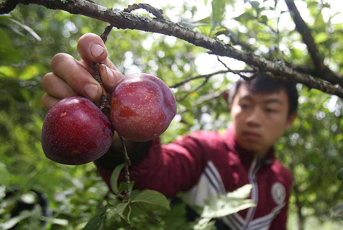 Sapa plums, peaches - Delicious fruits of the Northwest mountains and forests 8