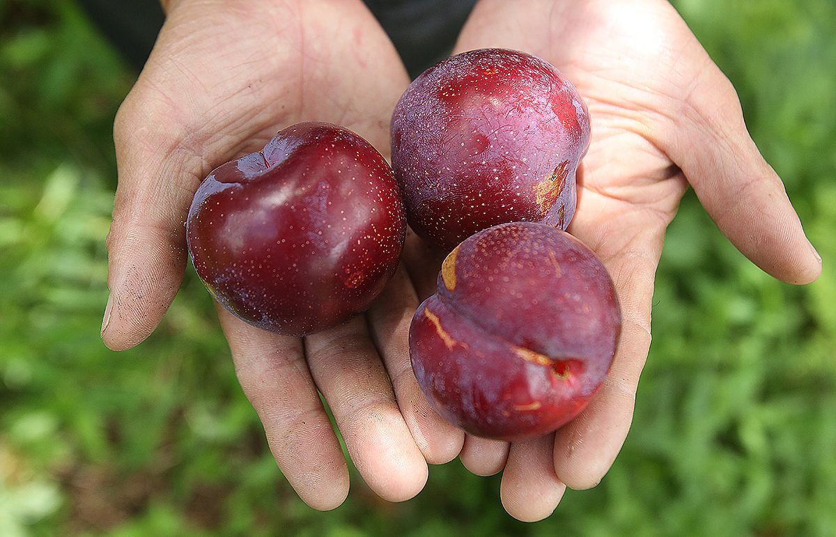 Sapa plums, peaches - Delicious fruits of the Northwest mountains and forests 9