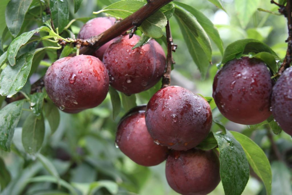 Sapa plums, peaches - Delicious fruits of the Northwest mountains and forests 2