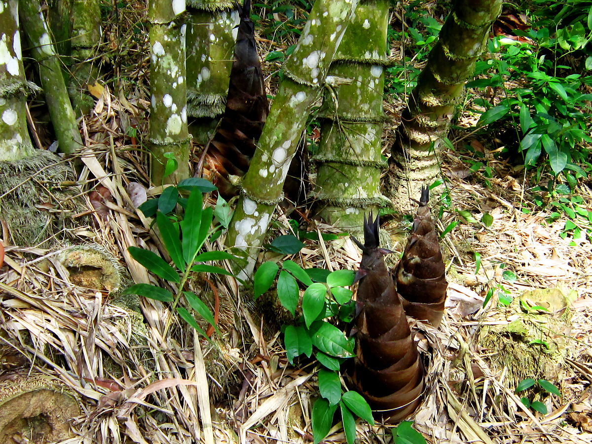 Sapa bamboo shoots - Bringing simple specialties of the Northwest mountains to the dining tables of lowland people 2