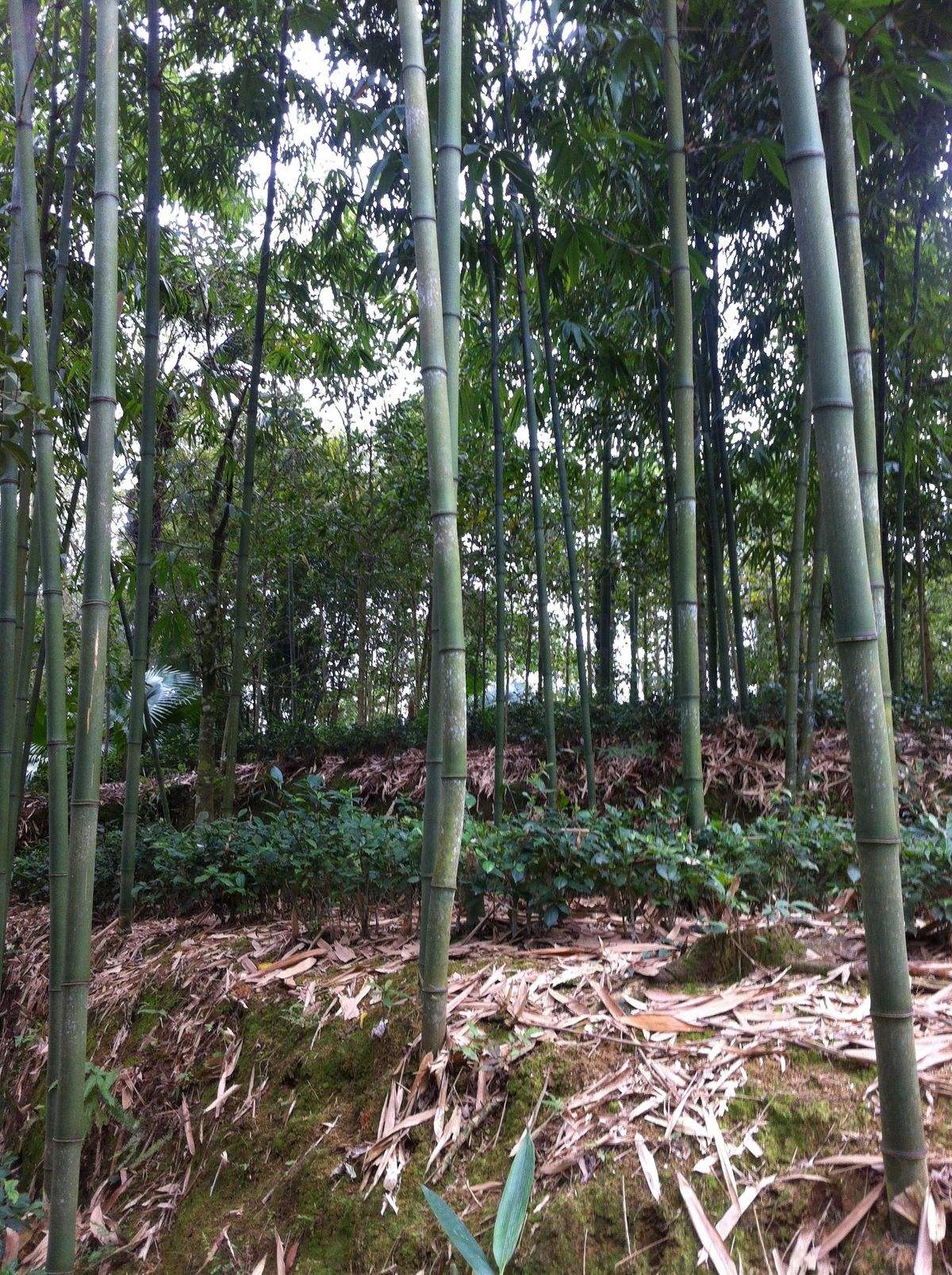 Sapa bamboo shoots - Bringing simple specialties of the Northwest mountains to the tables of lowland people 3