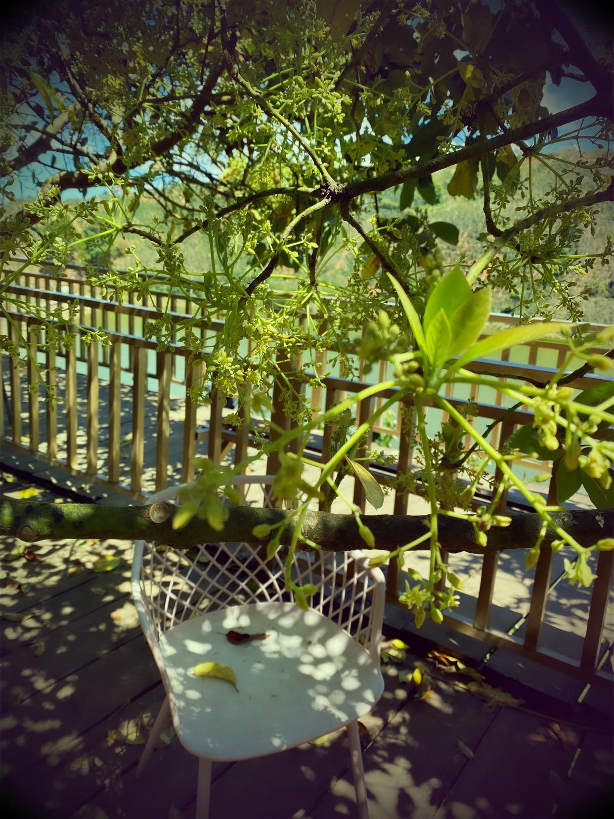 Moc Tra Farm - Coffee shop with a beautiful road like a Korean movie 14