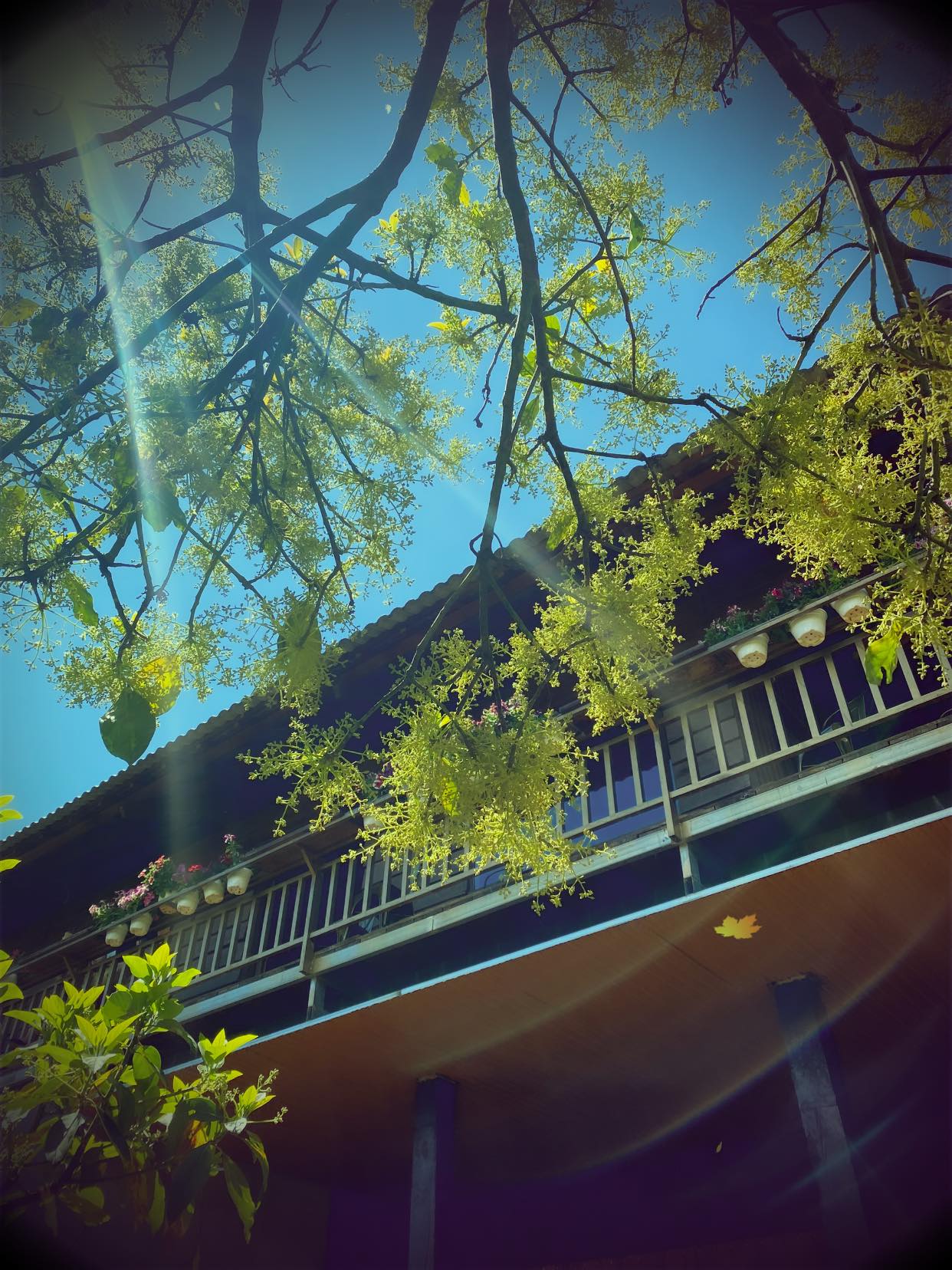 Moc Tra Farm - Coffee shop with a beautiful road like a Korean movie 15