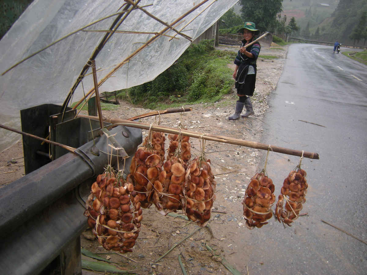 Sapa forest shiitake mushrooms - Simple, rustic flavor like the people of the Northwest highlands 8