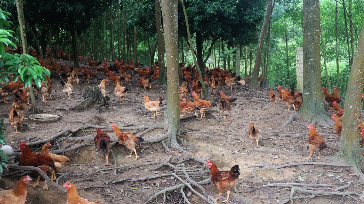 Set odds to enjoy Soc Son specialties 5