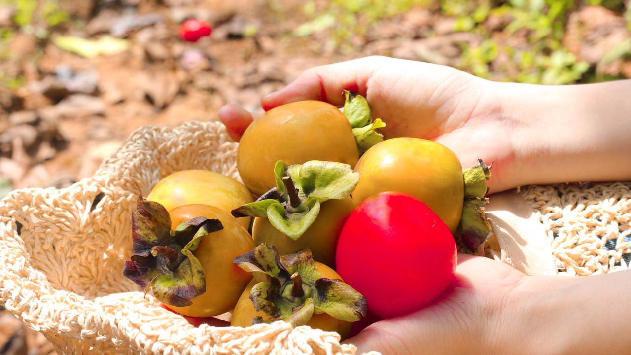 All delicious dishes from Da Lat persimmons 5