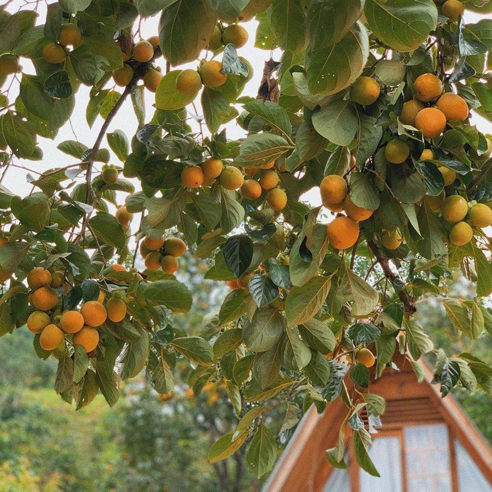 All delicious dishes from Da Lat persimmons 8