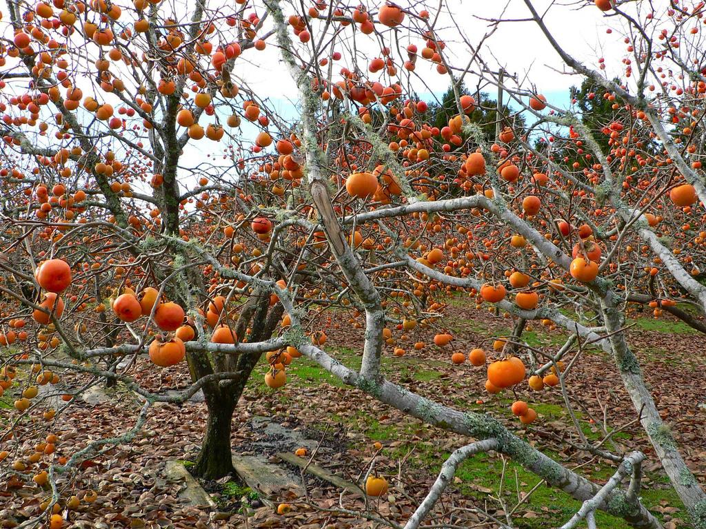 All delicious dishes from Da Lat persimmons 2