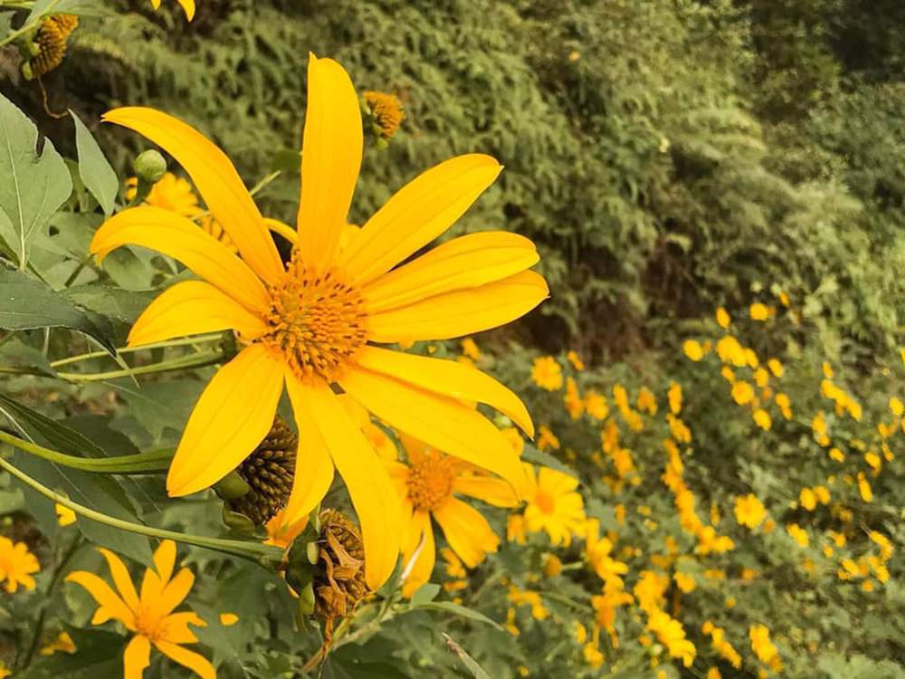All experiences in hunting wildflowers in Ba Vi 2