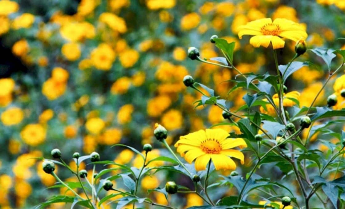 All experiences in hunting wildflowers in Ba Vi 7