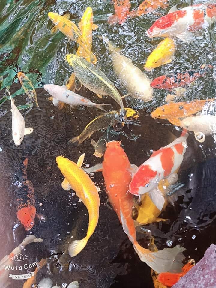Leisurely stop by Dung Dinh Coffee to see the super quality Koi fish pond 6