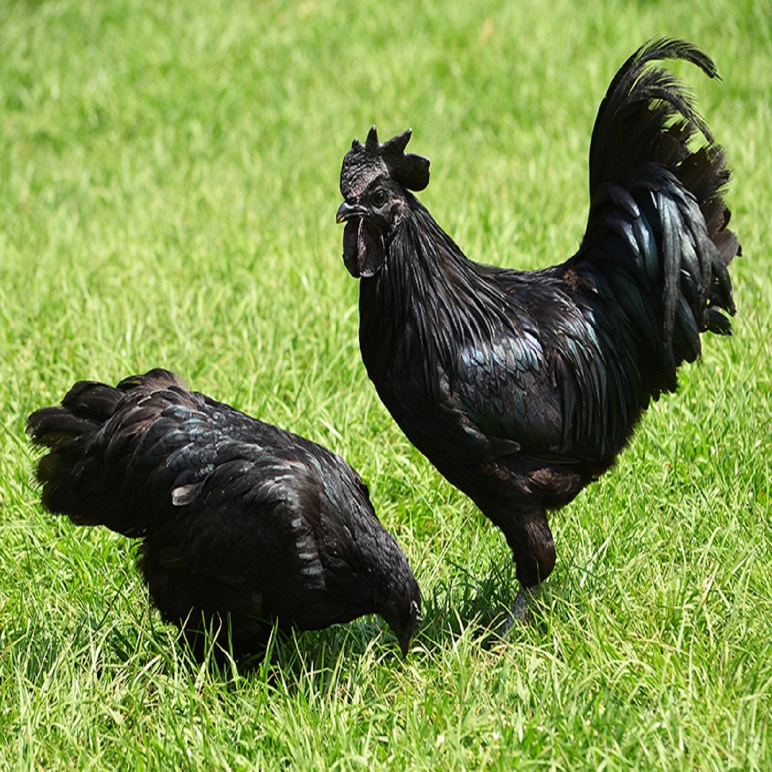 Know by heart 4 places to enjoy Sapa black chicken specialties with Northwest taste 2