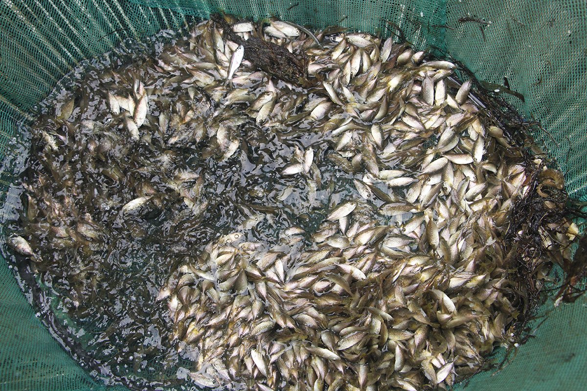 Enjoy fish sauce - famous delicious specialty of Hue 3