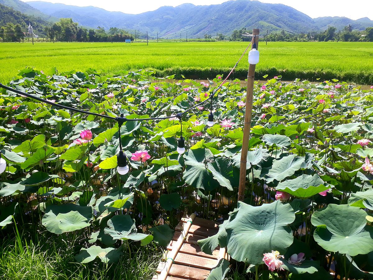 Nha Do Shop - Coffee shop in the middle of peaceful rice fields 6