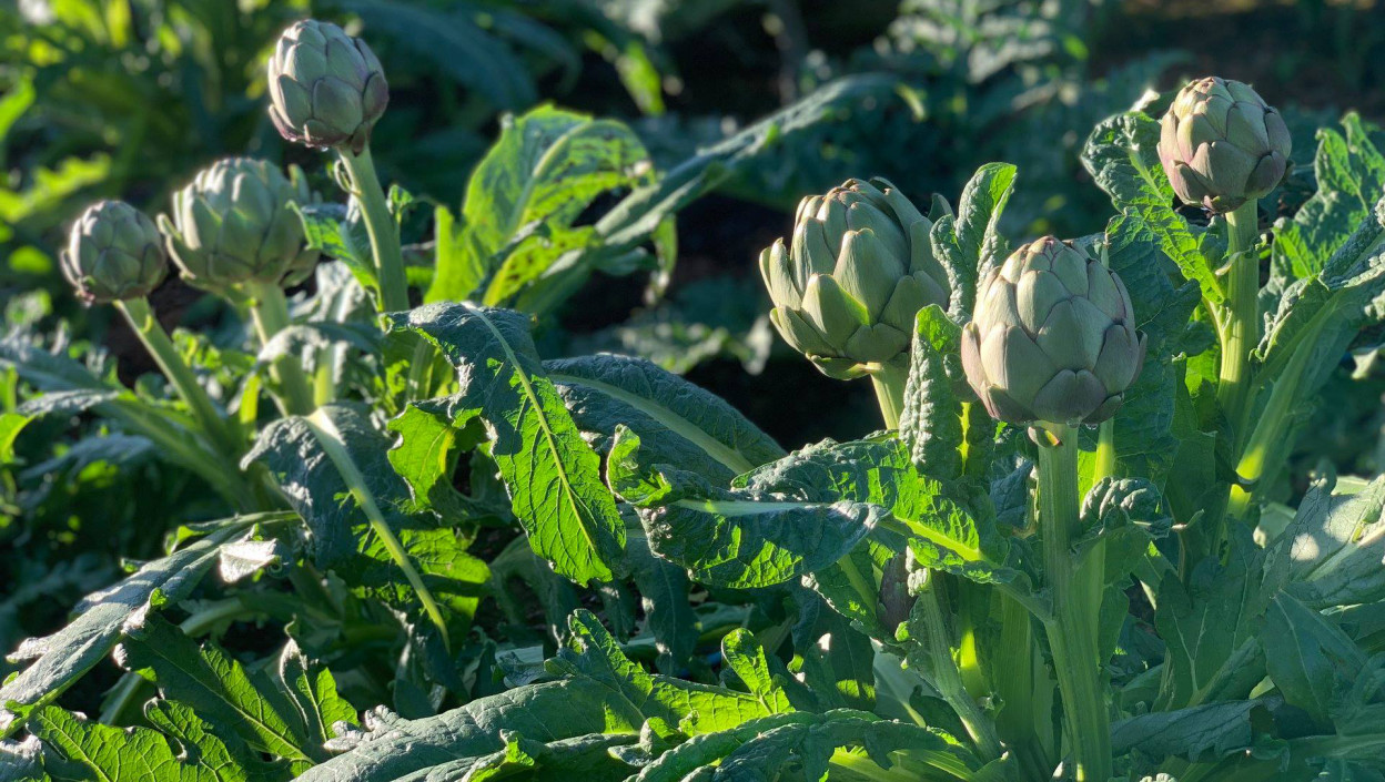 Learn from A to Z about Da Lat Artichoke 6