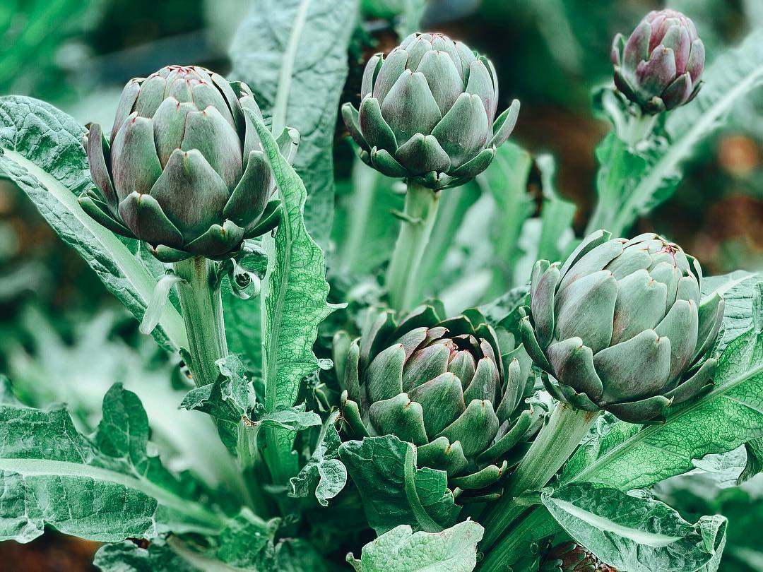 Learn from A to Z about Da Lat Artichoke 9