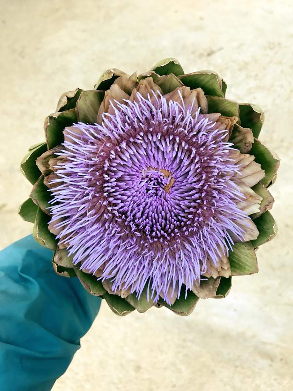 Learn from A to Z about Da Lat Artichoke 3