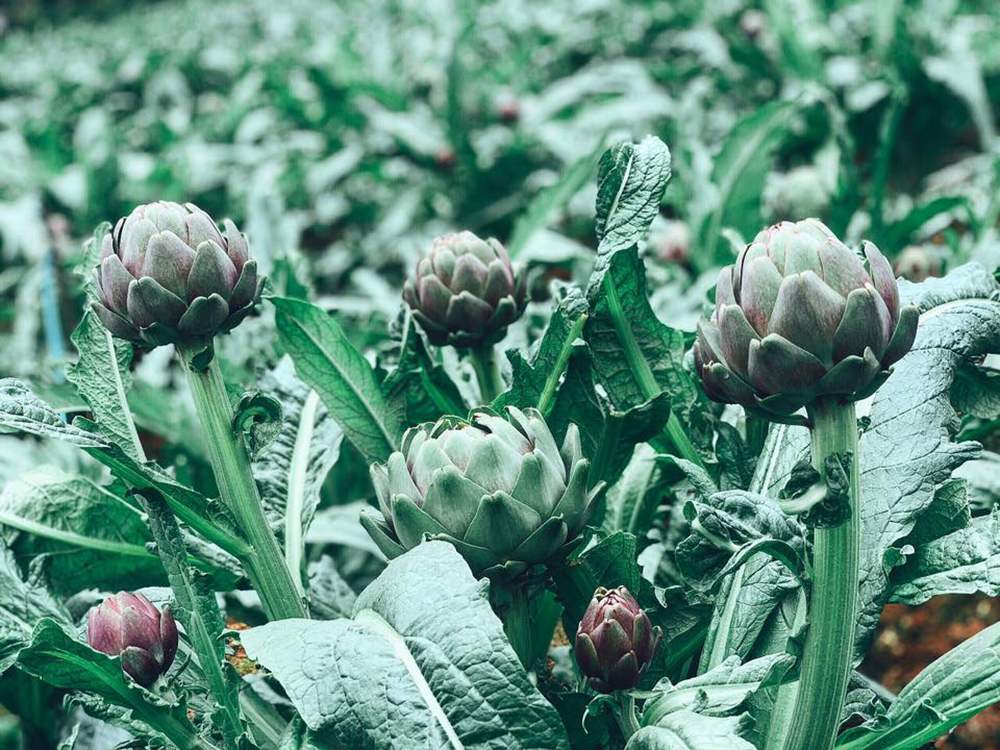 Learn from A to Z about Da Lat Artichoke 4