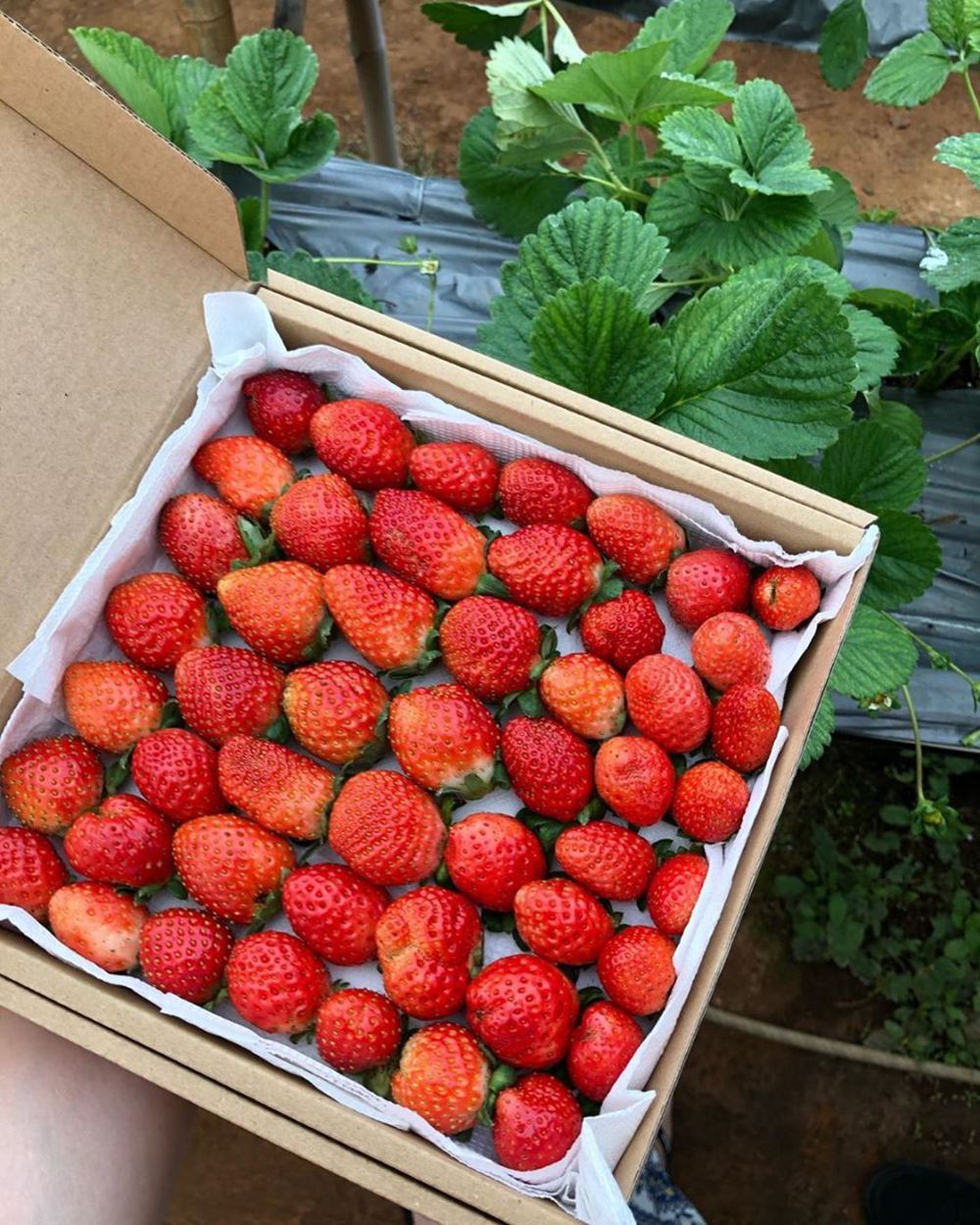 Top 10 places to buy the best strawberries in Da Lat 3