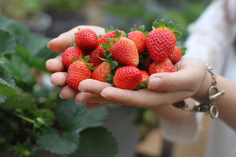 Top 10 places to buy the best strawberries in Da Lat 5