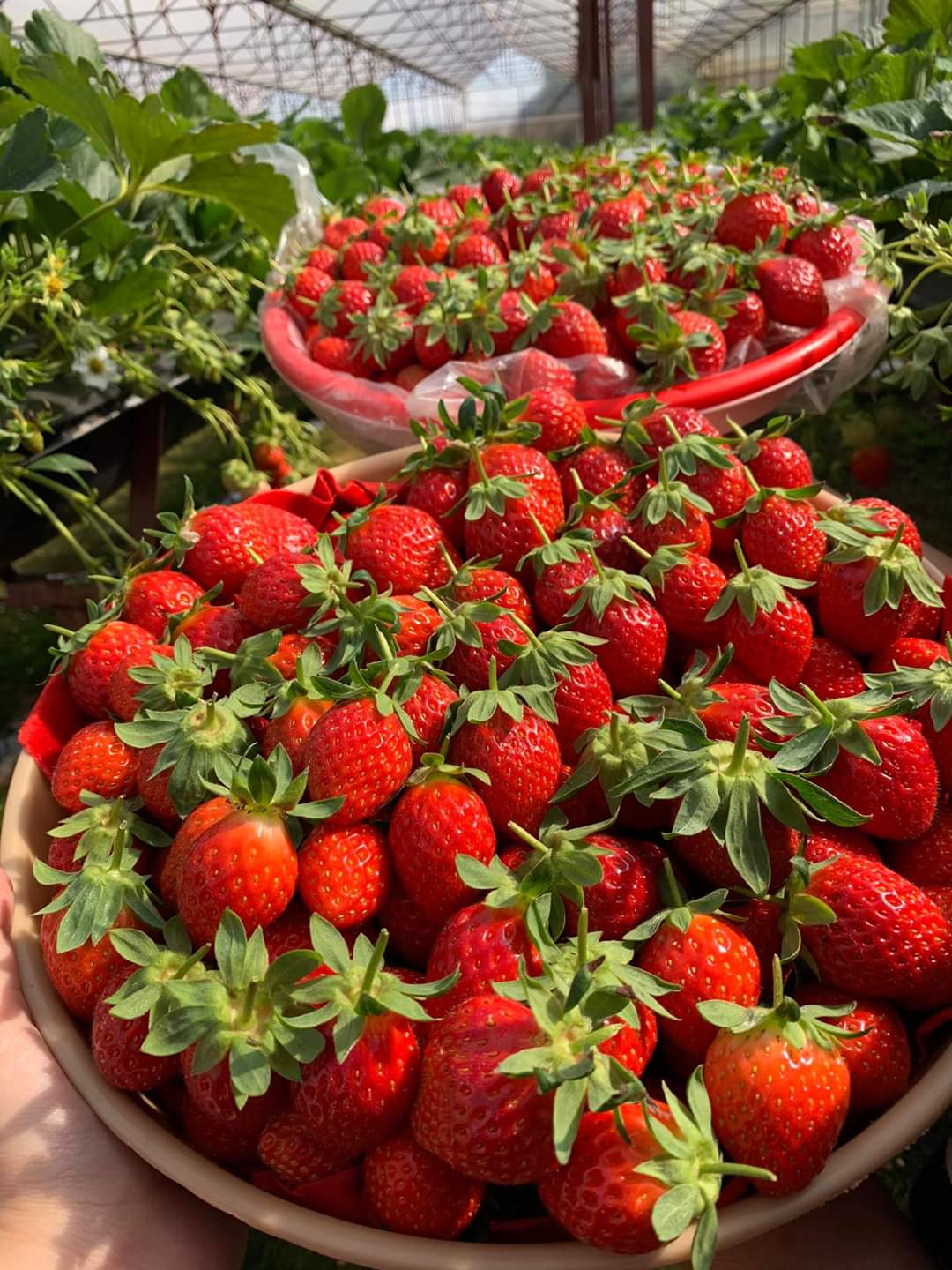 Top 10 places to buy the best strawberries in Da Lat 7