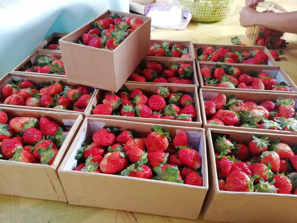 Top 10 places to buy the best strawberries in Da Lat 8