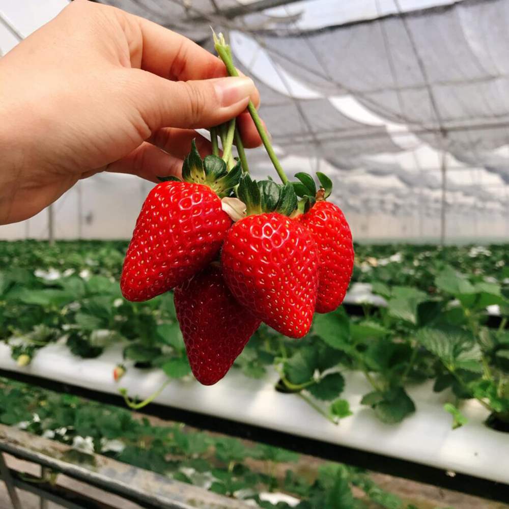 Top 10 places to buy the best strawberries in Da Lat 10