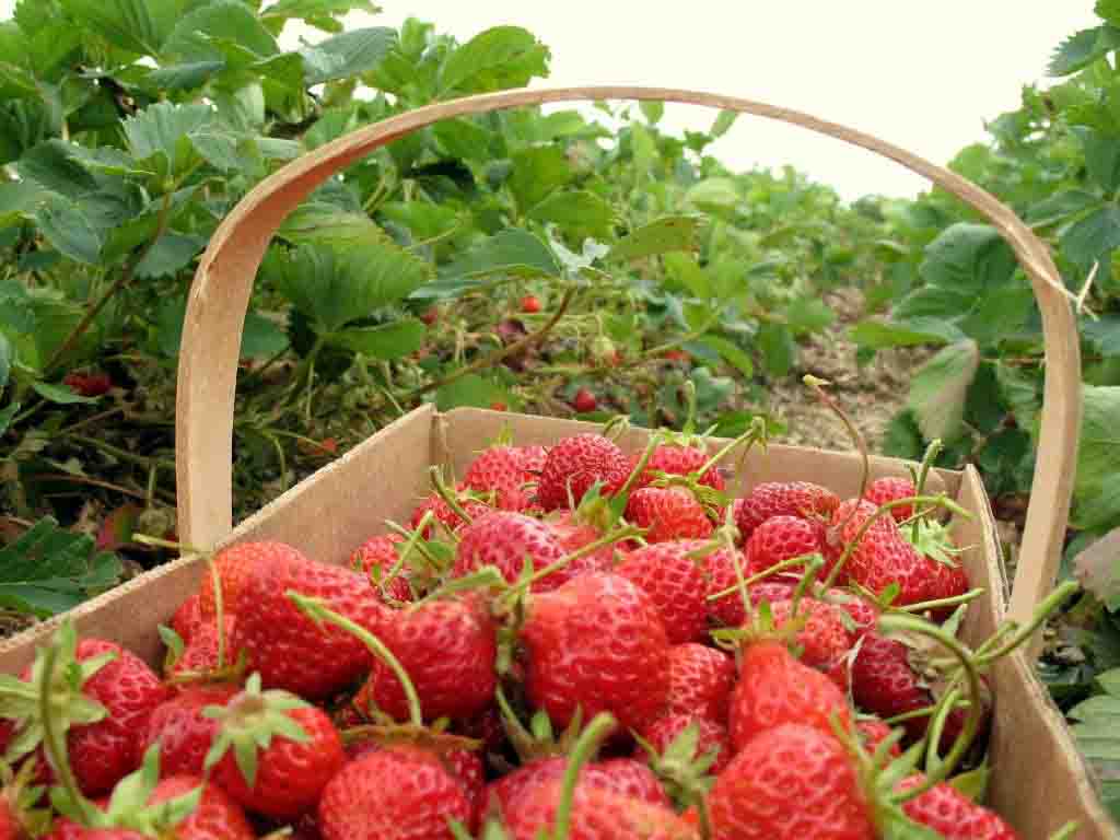 Top 10 places to buy the best strawberries in Da Lat 12